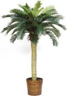 cycus palm tree
